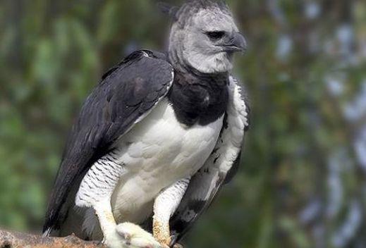 世界十大最危险的鸟类排名 南方鹤鸵是最致命的