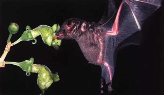 五大最恐怖蝙蝠 排名末尾的菊头蝠是什么