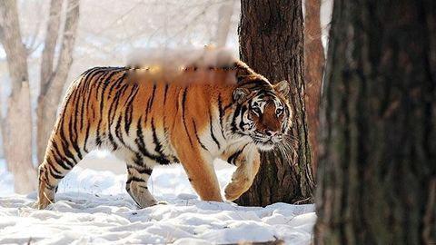 保护动物东北豹简介 东北豹和东北虎谁更厉害