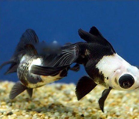 熊猫热带鱼长什么样子 熊猫鱼怎么养水温多少度合适