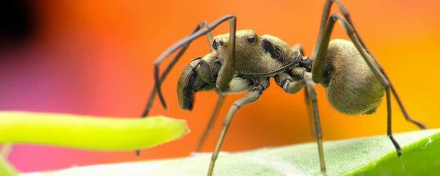 蚂蚁和蝉的寓意是什么 故事告诉我们什么道理