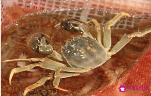 河蟹吃什么能养活