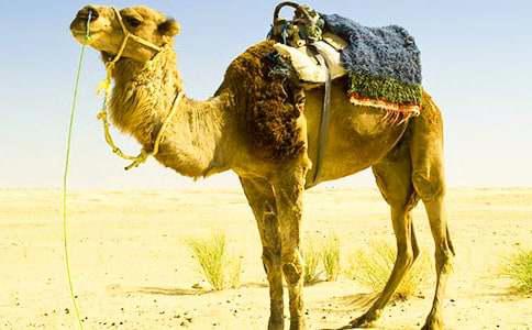 骆驼奶粉的功效与作用