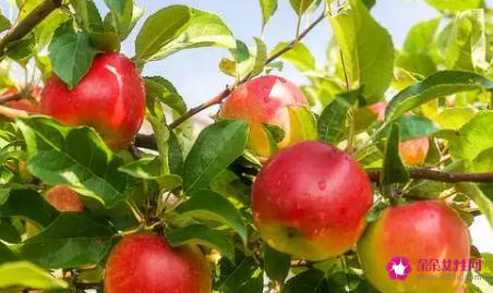 星苹果的种植技巧有哪些