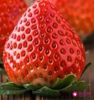 草莓的功效与作用减肥