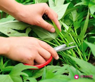 红薯叶的功效与作用及食用方法