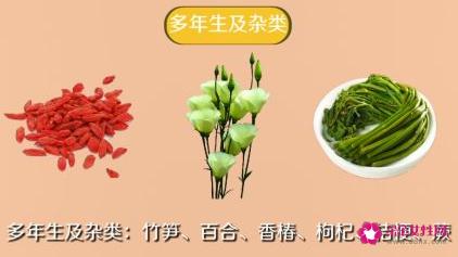 常见的蔬菜种类10种图片