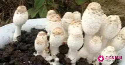 种蘑菇怎么种植方法