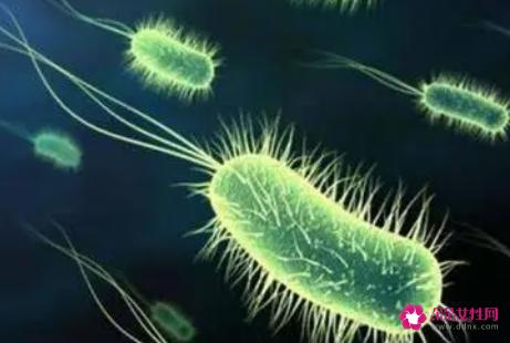大肠杆菌是什么