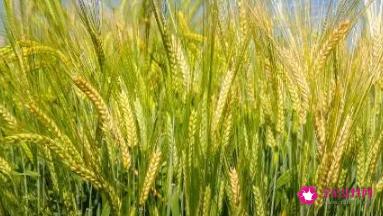 青储小麦和青储玉米营养对比
