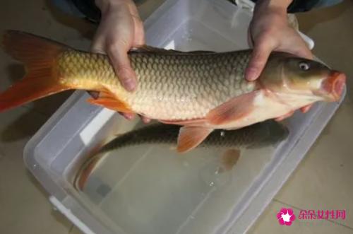 黄河鲤鱼的特点和营养