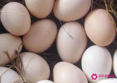 鸡蛋怎么孵化成小鸡