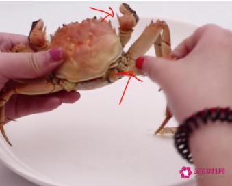 螃蟹吃法分解图