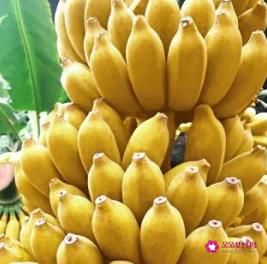 小米香蕉的功效与作用禁忌