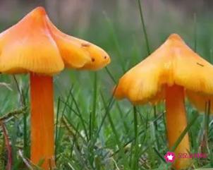 世界上最漂亮的蘑菇