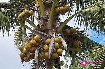 椰子怎么才能打开