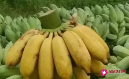 野蕉和香蕉有什么区别