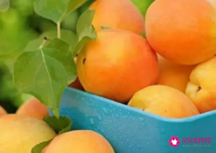 杏子的功效与作用及食用方法