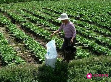 叶菜类蔬菜有100种