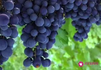 葡萄有什么营养和功效与作用