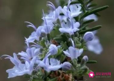 5款花草DIY美肤品