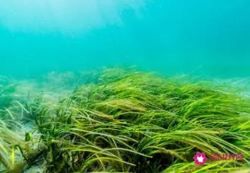 海藻面膜真的有用吗