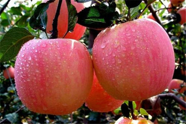 苹果是不是柑橘类水果 苹果属于什么水果