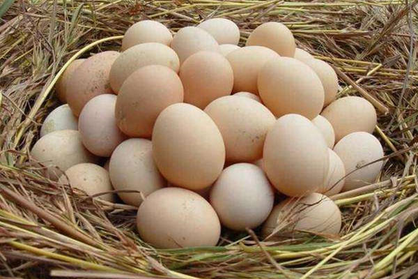土鸡蛋和普通鸡蛋的区别 土鸡蛋的营养价值