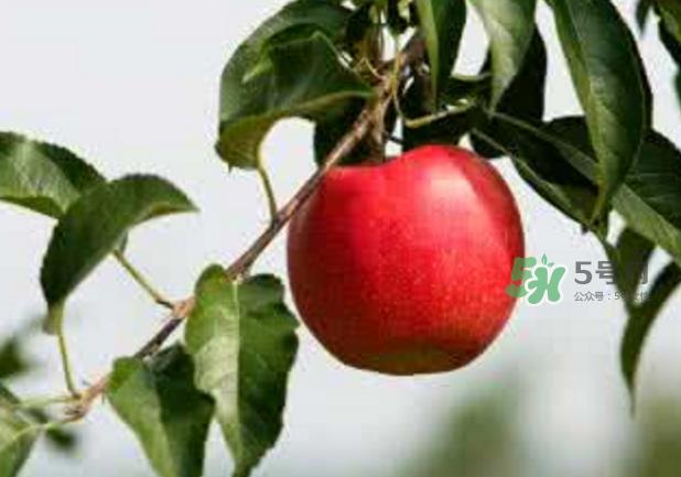 苹果能放冰箱保存吗？苹果水果怎么保鲜？