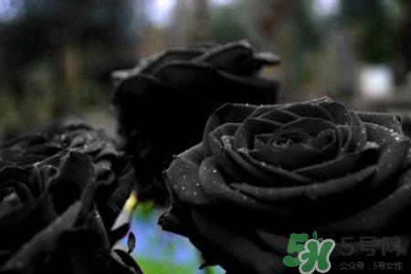 黑玫瑰代表什么意思？黑玫瑰花语的含义