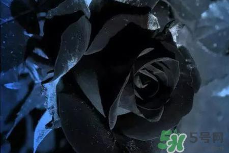 黑玫瑰代表什么意思？黑玫瑰花语的含义