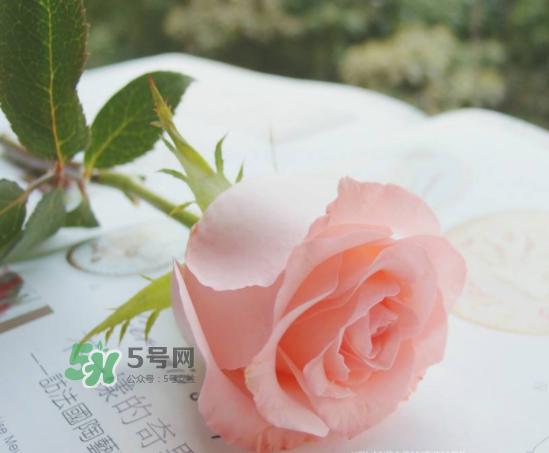 roseonly限量红粉玫瑰多少钱？有几朵？