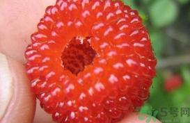 山莓的营养价值 山莓的功效与作用