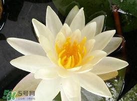 立夏是夏天吗?立夏是夏天的开始吗?