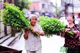 端午节为什么挂艾草？端午节挂艾草的由来