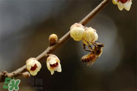 惊蛰吃什么食物好？惊蛰吃什么传统食物？