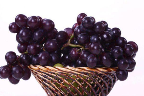 提子和葡萄的区别 提子和葡萄的共同之处