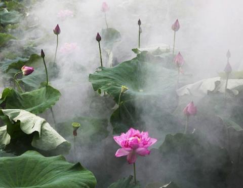 雾里看花，亲爱的别再欺骗你自己。