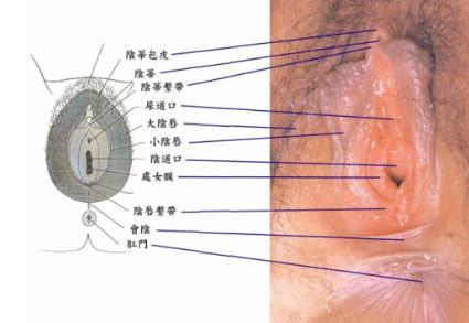 处女膜图片赏析：真实完美的处女膜高清大图