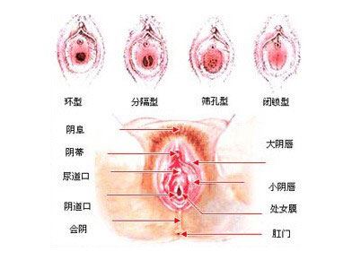 处女膜图片赏析：真实完美的处女膜高清大图