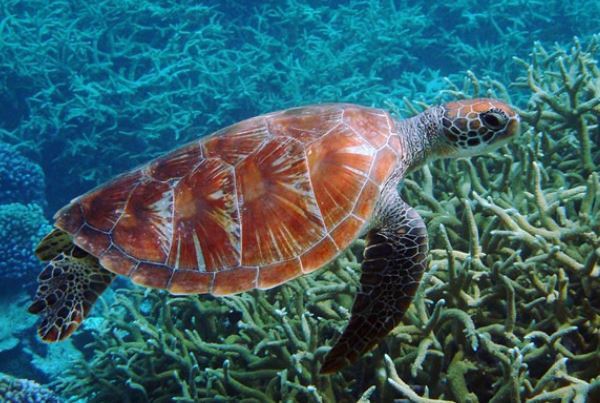 寿命最长的海洋生物排名，海龟只能排最后，第一名能长生