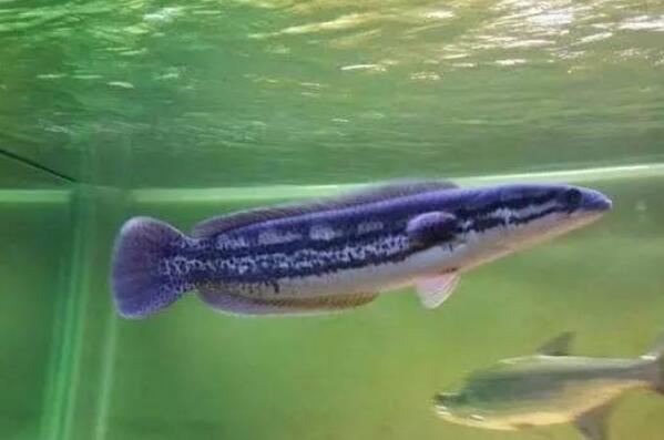 世界十大最凶猛的观赏鱼 电鳗上榜，第六有“魔鬼”的名号