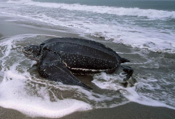 世界十大最凶猛的乌龟 棱皮海龟排第一，体重达900公斤