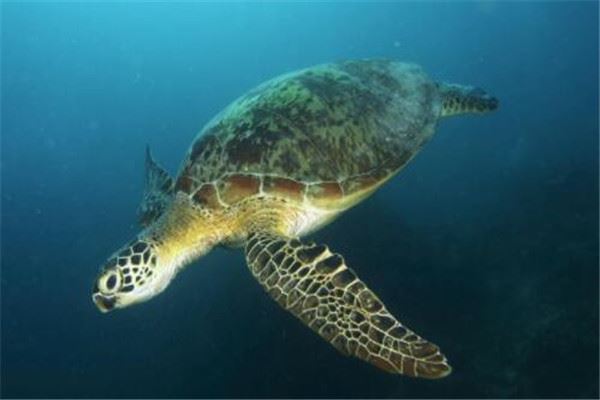 世界最大的十大乌龟 黑海龟数量在减少，榜首基本无争议