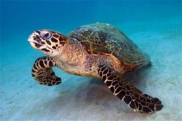 世界最大的十大乌龟 黑海龟数量在减少，榜首基本无争议