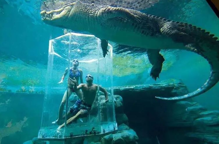 世界十大巨型鳄鱼 湾鳄体重超1600公斤，曾吞食上千日军