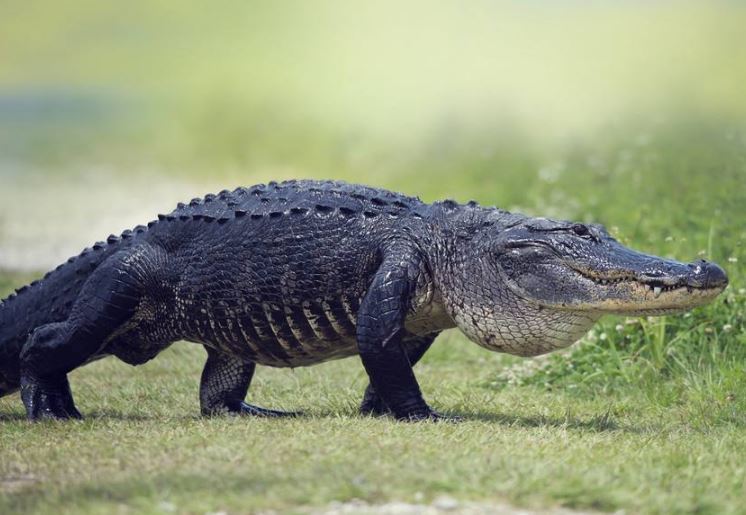 世界十大巨型鳄鱼 湾鳄体重超1600公斤，曾吞食上千日军