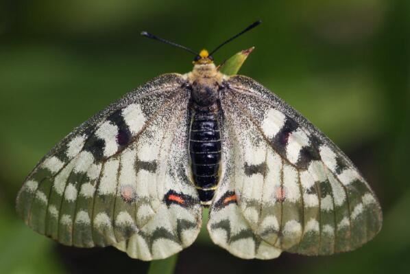 中国最常见的十大蝴蝶种类，眼蝶科上榜，第三是蝴蝶第二大分类