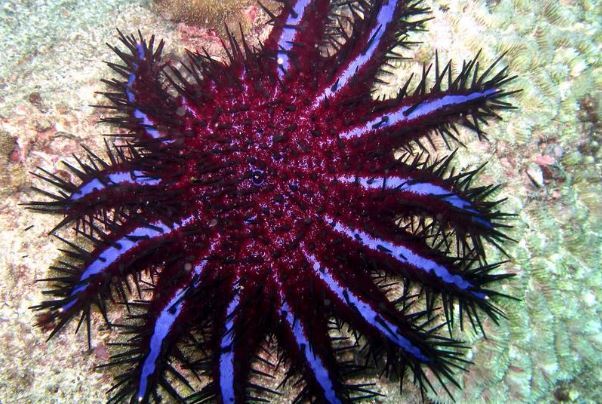 海洋里最小的十大动物排名：露比精灵灯排名第一，豆蟹第三