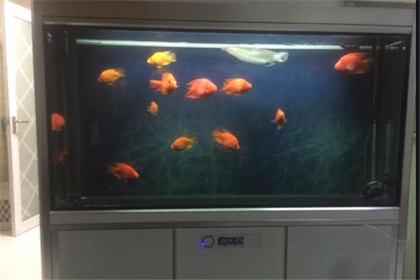 鱼缸品牌十大排名：博宇上榜，闽江水族第二